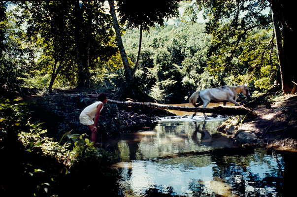 White Horse